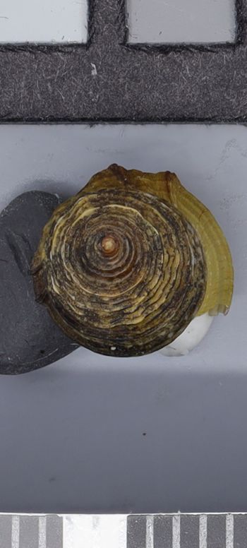 Media type: image;   Malacology 161785 Description: Image of dry shell, protoconch view. Photographed for a researcher request.;  Aspect: Protoconch